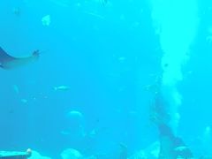 -亚特兰蒂斯•OSSIANO奥西亚诺海底餐厅