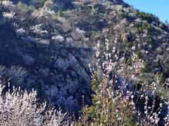 -北京鹫峰国家森林公园