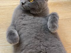 -猫咪派对(江南西店)