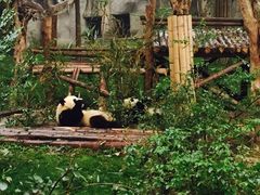 -成都大熊猫繁育研究基地