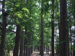 -上海长兴岛郊野公园