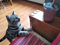 -纳吉亚猫专科动物医院·北北分院
