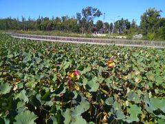 -羊亭河湿地公园