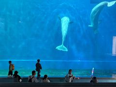 -芜湖新华联大白鲸海洋公园
