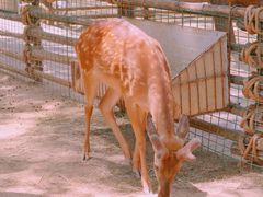 -辛玛王国游乐园