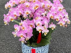 -F.Story 花和故事(新天地店)