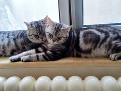 -喜多萌中农锦绣动物医院24H·猫科·牙科MRI·CT