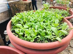 -七的湖·晚芳亭·阳澄湖农家菜·大闸蟹(莲花岛店)