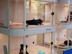 -翊宠yipet猫狗购宠庄园犬舍•猫舍