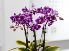 -上海辰山植物园