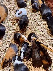 -Zoolung Zoolung动物主题公园(海信广场店)