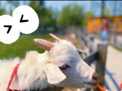 -前小桔亲子创意农场·草莓采摘·露营烧烤