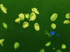 -上海海洋水族馆