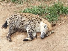 -西霞口神雕山野生动物世界