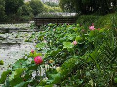 -新江湾城公园