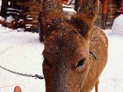 -雪谷