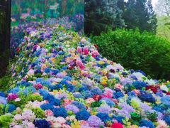 -上海共青森林公园