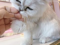 -Sweet cat·星愿猫咖(国贸大厦店)