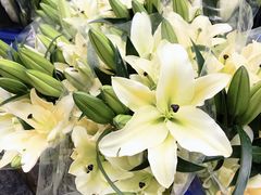 -秦美花卉(天朗·莱茵小城2期店)