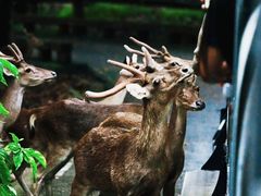 -清迈夜间动物园