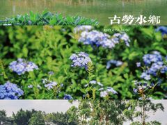 -江门古劳水乡旅游区