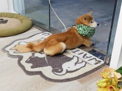 -柴迷FANS CLUB·柴犬狗咖·猫咖