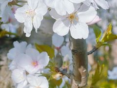 -顾村公园