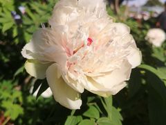 -洛阳市隋唐城遗址植物园