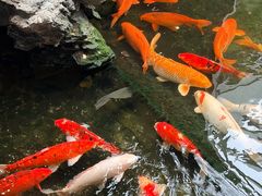 -广州白天鹅宾馆