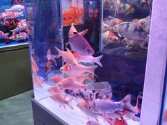 -花鸟鱼虫鲜花绿植市场(玉泉路店)