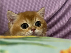 -小猫来了·猫舍(红山六九七九店)