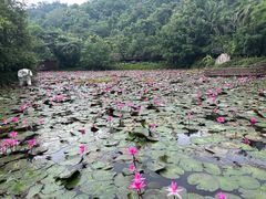 -野象谷景区