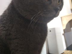 -松果猫咖(桐乡吾悦金街店)