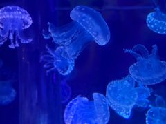 -海合安武汉极地海洋公园