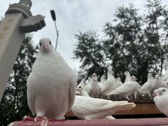 -天津妈祖文化园