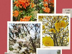 -天适樱花悠乐园