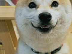 -柴迷FANS CLUB·柴犬狗咖·猫咖
