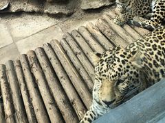 -昆明动物园