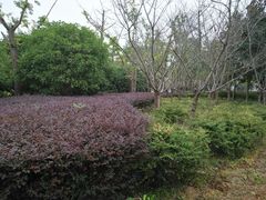 -高子水居