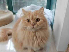 -欣宠猫屋·矮脚拿破仑·蓝金金渐层