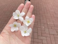 -金鸡湖桃花岛