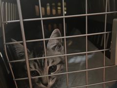 -美联众合宠物医院·爱萌分院·内外科·猫科中心