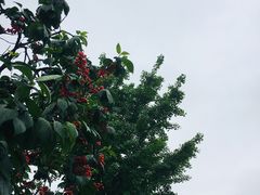 -樱桃山旅游景区