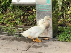 -福田红树林生态公园