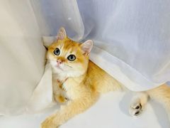 -lincat·猫舍(广州店)