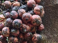 -西双版纳原始森林公园