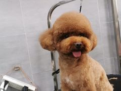 -宠福鑫康馨动物医院·骨科·眼科