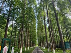 -黄海国家森林公园