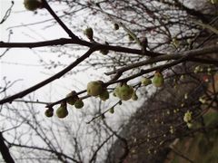 -香雪海