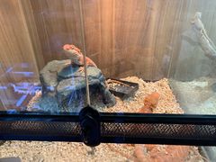 -酷以爬仙阁实体爬宠店·守宫·蜥蜴·专业繁育